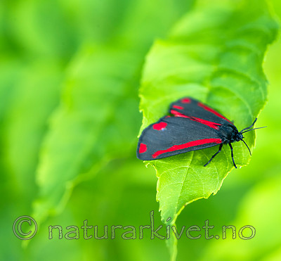 BB 13 0510 / Tyria jacobaeae / Karminspinner